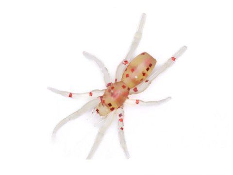 Силіконова приманка Tiny Spider 1.1" колір 44 500822 фото
